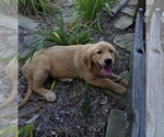 Small #2 Golden Retriever