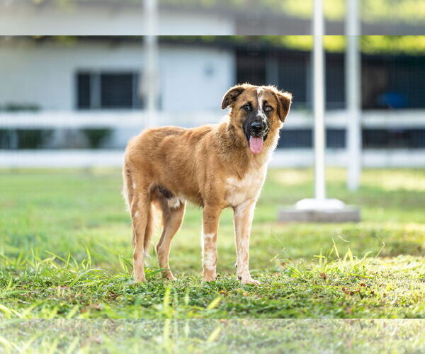 Medium Photo #3 Australian Shepherd Puppy For Sale in Harlingen, TX, USA