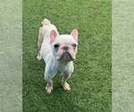 Small French Bulldog Mix