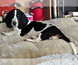 Basset Hound Dogs for adoption in Deepwater, NJ, USA