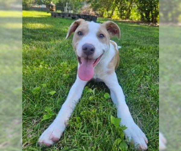 Medium Photo #1 Mutt Puppy For Sale in Brooklyn Center, MN, USA