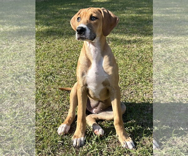 Medium Photo #9 Mutt Puppy For Sale in Holly Springs, NC, USA