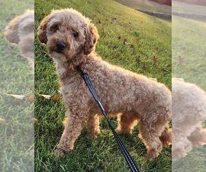 Father of the Cavapoo puppies born on 03/06/2025