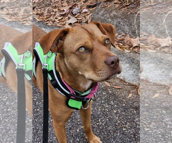 Medium Photo #6 Mutt Puppy For Sale in Calhoun, GA, USA