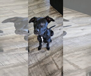 Blue Arlo - Male Mutt Dog for Adoption - Photo #2