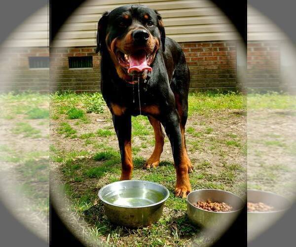 Medium Photo #1 Rottweiler Puppy For Sale in RIEGELWOOD, NC, USA