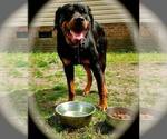 Small Photo #1 Rottweiler Puppy For Sale in RIEGELWOOD, NC, USA
