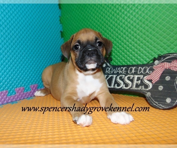Medium Photo #5 Boxer Puppy For Sale in CABOOL, MO, USA