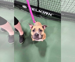 Pansy - Female American Staffordshire Terrier-Unknown Mix Dog for Adoption - Photo #3