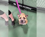 Small #2 American Staffordshire Terrier Mix