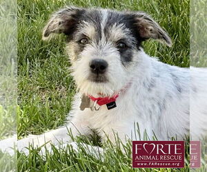 Mutt Dogs for adoption in Marina del Rey, CA, USA