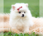 Small #2 Pomeranian