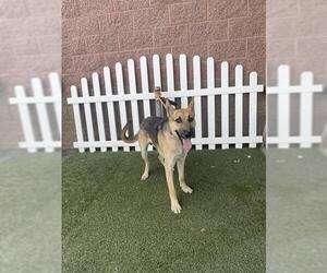 German Shepherd Dog-Unknown Mix Dogs for adoption in Modesto, CA, USA