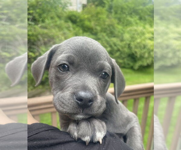 Medium Photo #1 American Staffordshire Terrier-Unknown Mix Puppy For Sale in Brewster, NY, USA