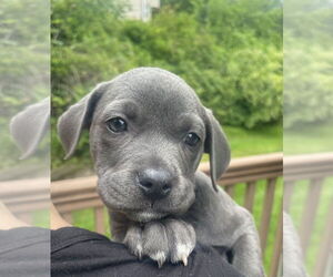 American Staffordshire Terrier-Unknown Mix Dogs for adoption in Brewster, NY, USA