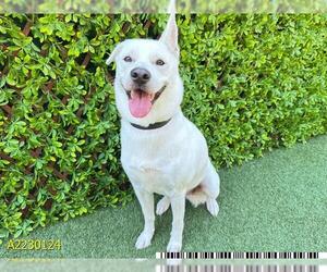 Shiba Inu Dogs for adoption in West Palm Beach, FL, USA
