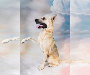 QUINN - Female German Shepherd Dog Dog for Adoption - Photo #2
