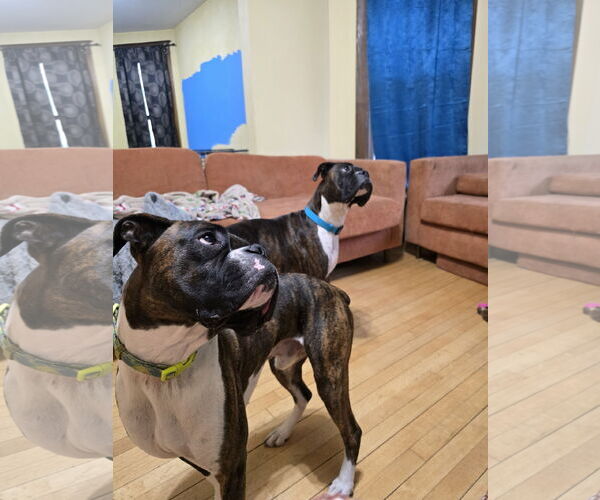 Medium Photo #4 Boxer Puppy For Sale in Woodbury, MN, USA