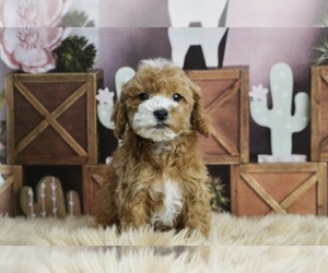 Maltipoo Litter for sale in WARSAW, IN, USA