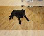 Small Photo #1 Labrador Retriever Puppy For Sale in CLOVER, SC, USA