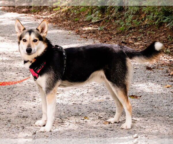 Medium Photo #7 Huskies -Unknown Mix Puppy For Sale in Ellijay, GA, USA