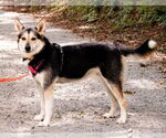 Small #6 Huskies  Mix