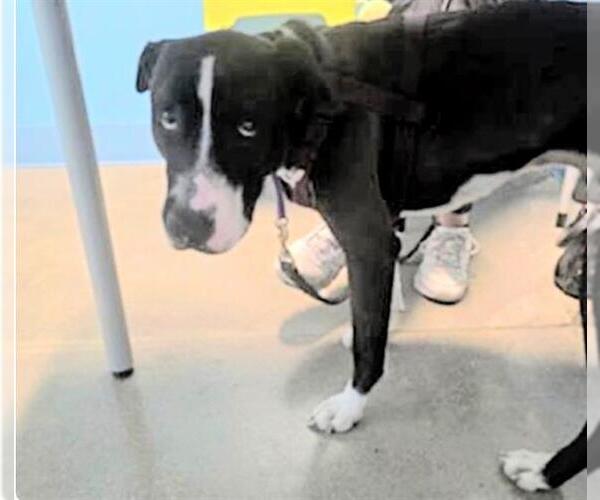 Medium Photo #2 Labrador Retriever Puppy For Sale in Houston, TX, USA