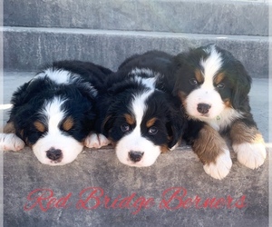Bernese Mountain Dog Puppy for sale in PAYSON, UT, USA