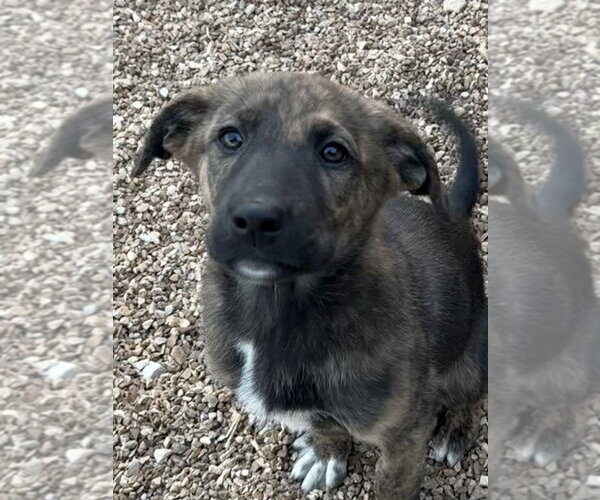 Medium Photo #3 Great Pyrenees-Holland Shepherd Mix Puppy For Sale in Bolivar, MO, USA