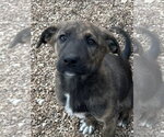 Small #2 Great Pyrenees-Holland Shepherd Mix