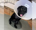 Small #8 Labrador Retriever Mix