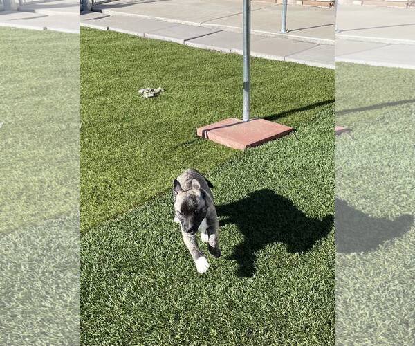 Medium Photo #11 Siberian Husky-Unknown Mix Puppy For Sale in La Verne, CA, USA