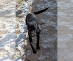 Small Photo #6 Mutt Puppy For Sale in Munford, TN, USA