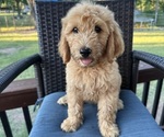 Puppy Black Male Goldendoodle