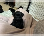 Puppy Clarice Frenchie Pug