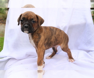 Boxer Puppy for sale in SHILOH, OH, USA