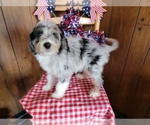 Medium Bernedoodle (Miniature)