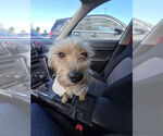 Small #1 Cairn Terrier Mix