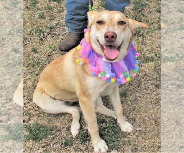 Medium Photo #2 Catahoula Leopard Dog-Siberian Husky Mix Puppy For Sale in Godley, TX, USA