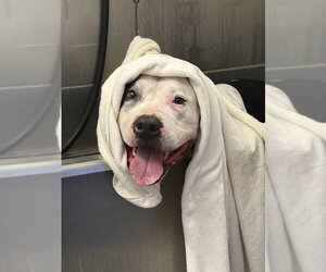 Cookie - Female American Staffordshire Terrier Dog for Adoption - Photo #8