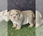 Small English Bulldog