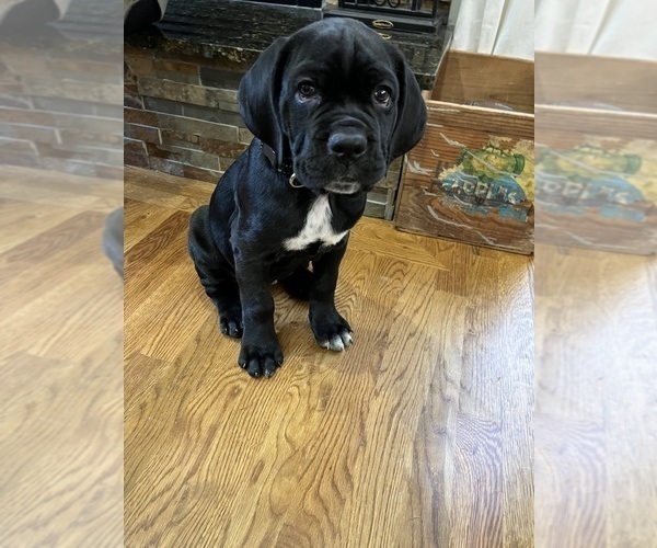 Medium Photo #3 Cane Corso Puppy For Sale in ARDEN, NC, USA