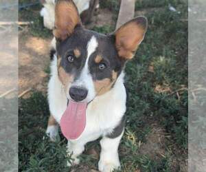 Pembroke Welsh Corgi Puppy for sale in KEENESBURG, CO, USA