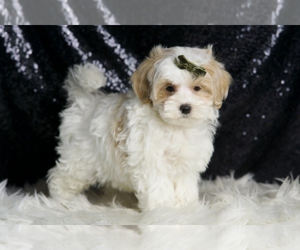 Medium Photo #49 Maltipoo (Miniature) Puppy For Sale in WARSAW, IN, USA