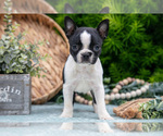 Small Photo #13 Boston Terrier Puppy For Sale in HARLAN, IN, USA