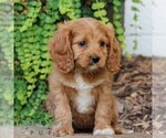 Small #2 Cavapoo (Miniature)