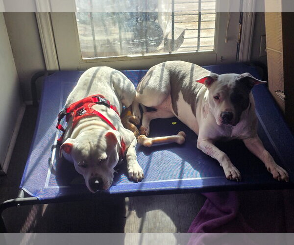 Medium Photo #12 American Staffordshire Terrier-Unknown Mix Puppy For Sale in Holly Springs, NC, USA