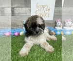 Small Photo #3 Poodle (Miniature) Puppy For Sale in PLAINVILLE, IN, USA