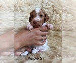 Puppy Purple Girl Goldendoodle (Miniature)