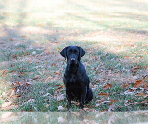 Mother of the Labrador Retriever puppies born on 05/22/2026